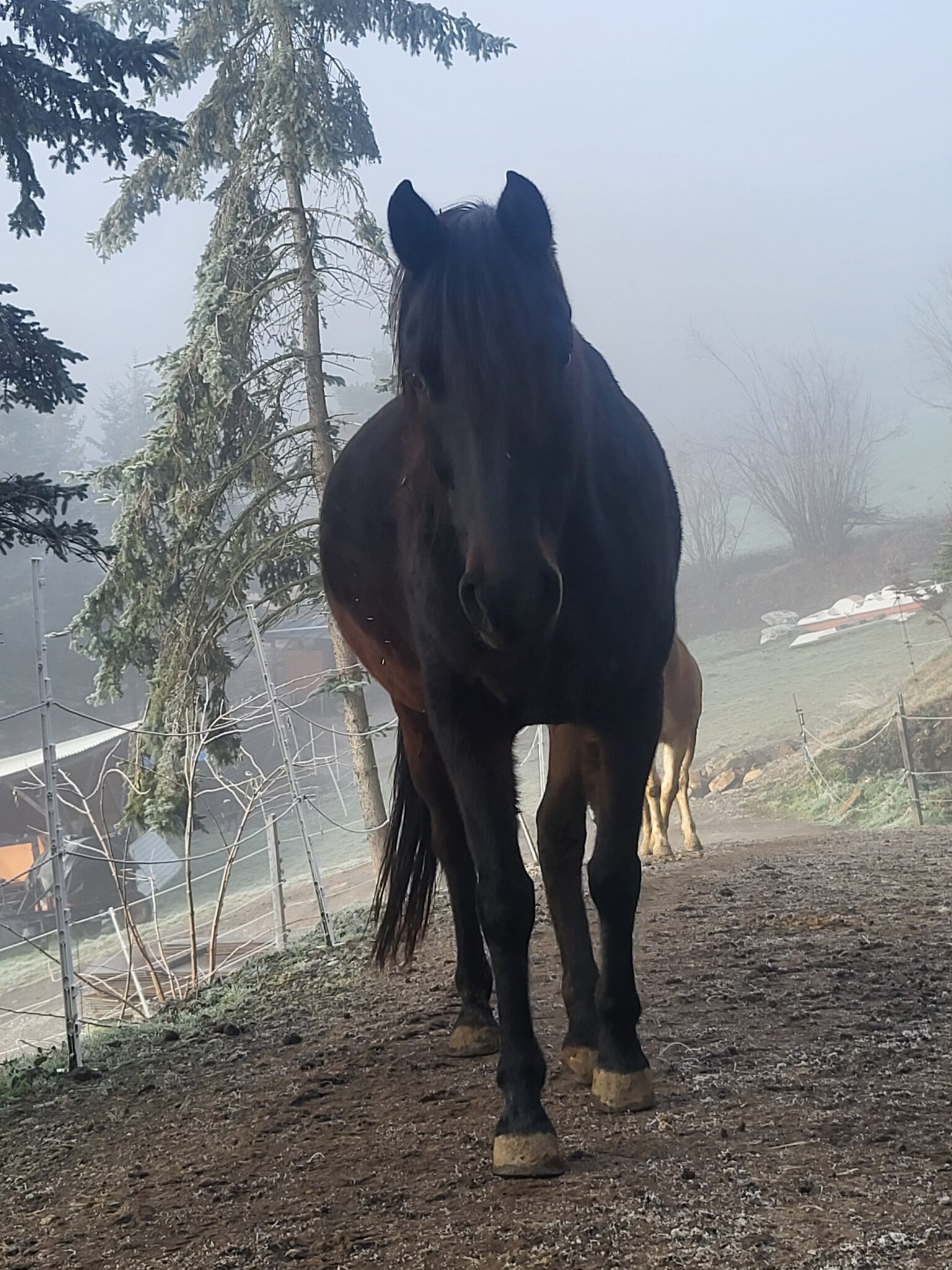 Pferd auf der Koppel