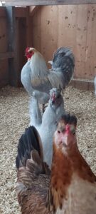 Unsere Hühner