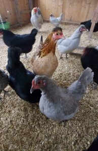 unsere hühner
