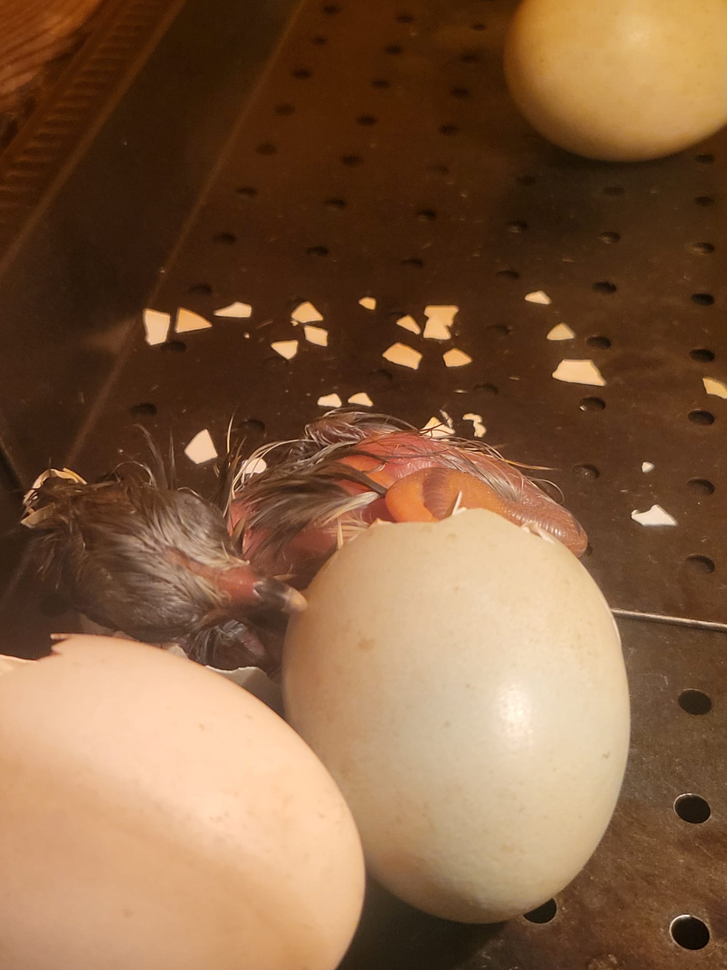 whatsapp image 2026 02 04 at 17.18.15 (1)